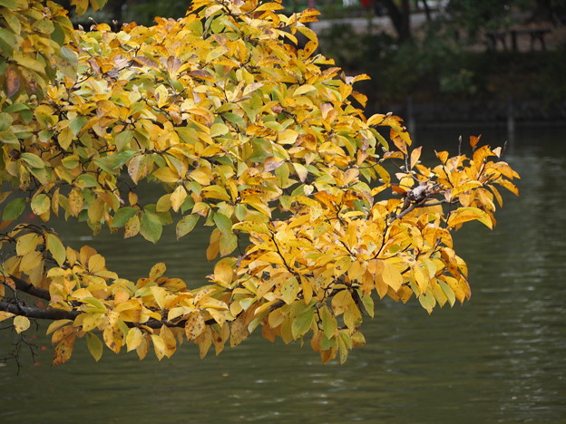 写真: 秋の葉っぱ…
