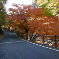 写真: 昇仙峡の紅葉