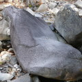 写真: 昇仙峡のオットセイ石