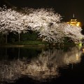 写真: 観桜の夕べ〜横浜三溪園