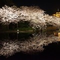 写真: 観桜の夕べ