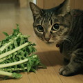 写真: 野菜もとらないと(=^･^=) 〜