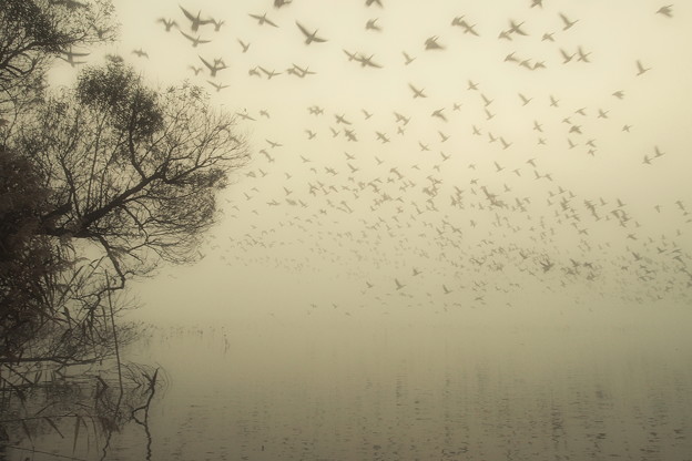 写真: 霧の飛翔