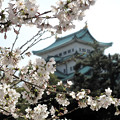 写真: IMG_5781　名古屋城と桜