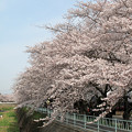 写真: IMG_5792　香流川　桜