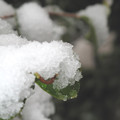 写真: IMG_7507　2014.2.8積雪