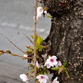 写真: 幹の桜