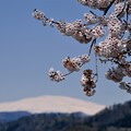 写真: 月山と桜と・・。