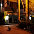 写真: 夜のネコ集会