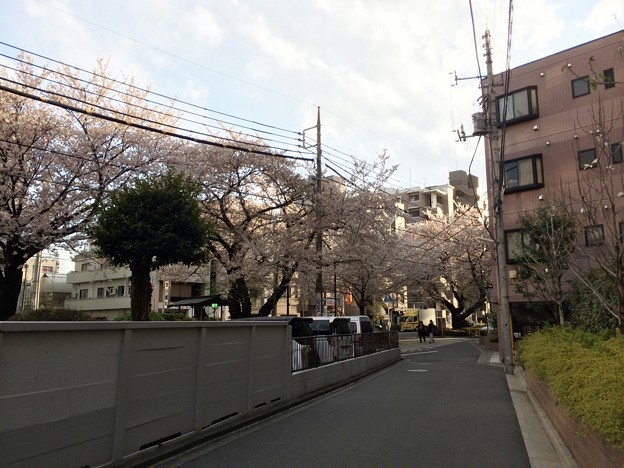千川通り 桜。 2014 4/5