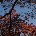 写真: 紅葉。　竜神ダム周辺