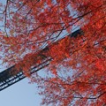 写真: 紅葉。　竜神大吊橋