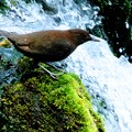 名水滝の野鳥