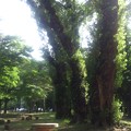 写真: 公園の主〜3本の巨木〜
