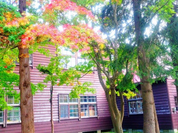 写真: 木造校舎の秋〜今も昔も変わらぬ秋彩1
