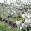 写真: 林檎の花見