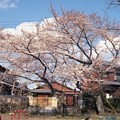 写真: 公園の桜