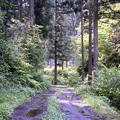 写真: 杉の森の道