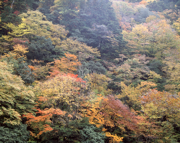 川浦渓谷 紅葉した木々