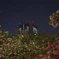 写真: 桜の通り抜け 2013年夜 05
