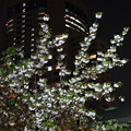 写真: 桜の通り抜け 2013年夜 06