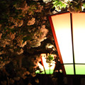 写真: 桜の通り抜け 2013年夜 07