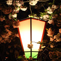写真: 桜の通り抜け 2013年夜 08