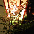 写真: 桜の通り抜け 2013年夜 09