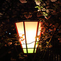 写真: 桜の通り抜け 2013年夜 10