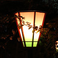 写真: 桜の通り抜け 2013年夜 11