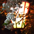 桜の通り抜け 2013年夜 12