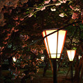 桜の通り抜け 2013年夜 13