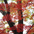 森林植物園 紅葉 2013-13