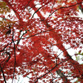 森林植物園 紅葉 2013-14