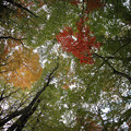 森林植物園 紅葉 2013-17