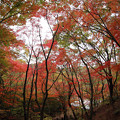 森林植物園 紅葉 2013-18