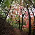 森林植物園 紅葉 2013-19