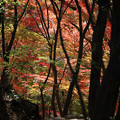 森林植物園 紅葉 2013-20