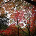 森林植物園 紅葉 2013-21