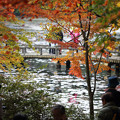 写真: 森林植物園 紅葉 2013-25