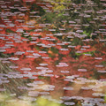 写真: 森林植物園 紅葉 2013-28