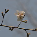 ソメイヨシノ開花です