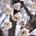 写真: 桜のボンボン。