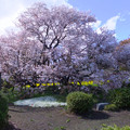 写真: 下馬桜はヤマザクラ
