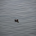 写真: 水面を泳ぐ（鴨）