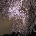写真: 夜桜10