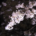 写真: 夜桜13