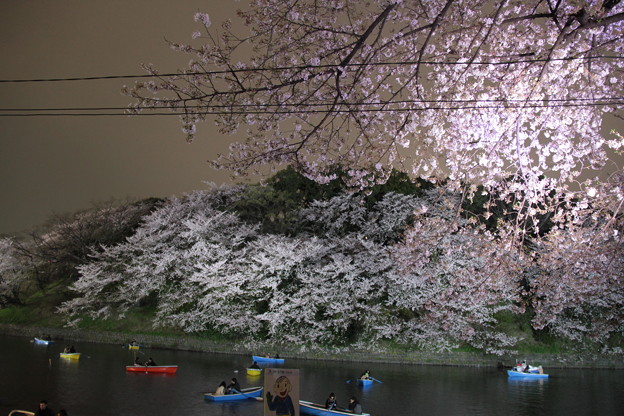 夜桜14
