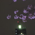 写真: 夜桜16