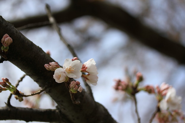 写真: 先週の桜（河川敷）2